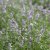 Nepeta faassenii Gletschereis