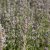 Nepeta faassenii Gletschereis