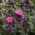 Phlox paniculata Sweet Summer ™ Dream, Höstflox