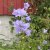 Campanula persicifolia