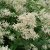 Aconogonon polymorpha, Finnslide, SQ2
