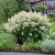 Aconogonon polymorpha, Finnslide, SQ2