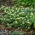 Anemone lipsiensis, Svavelsippa, P9cm
