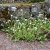 Antennaria plantaginifolia, Jättekattfot