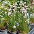 Armeria maritima Abbey White