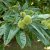 Castanea sativa, Äkta Kastanj, 60-80 C6