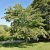 Cornus controversa, Pagodkornell