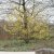 Cornus officinalis
