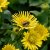 Doronicum orientale Little Leo, Vårkrage, P9cm
