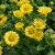 Doronicum orientale Little Leo, Vårkrage, P9cm