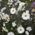 Symphyotrichum (Aster) novi-belgii Frövi