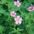 Geranium endressii