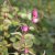 Symphoricarpos × chenaultii Hancock