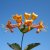 Lonicera periclymenum Mandarin