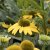 Echinacea hybr. SunSeekers ® Citrus