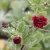 Potentilla Flambeau, Fingerört