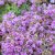 Thymus praecox Compacta