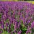 Agastache hybr. Beelicious ® Purple