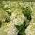 Hydrangea paniculata Little Hottie ®
