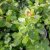 Rhus aromatica Grow-Low