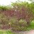 Cotinus coggygria Dusky Maiden ®