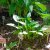 Hosta ventricosa