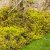 Erica carnea Foxhollow