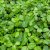 Euonymus fortunei Dart´s Blanket
