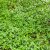 Euonymus fortunei Dart´s Blanket