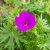 Geranium Tiny Monster