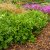 Geum rivale Album