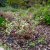 Leucothoe keiskei Royal Ruby