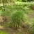 Miscanthus sinensis Yakushima Dwarf