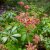 Pieris japonica Bonfire