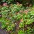 Pieris japonica Bonfire