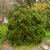 Pinus heldreichii Smidtii