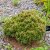 Pinus heldreichii Smidtii