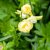 Trollius x cultorum New Moon, Trädgårdssmörboll