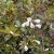Weigela Black And White