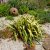 Yucca flaccida Golden Sword