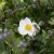 Anemone tomentosa Royal Blanco