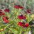 Helenium aut. hybr. Strawberry Sundae