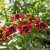 Helenium aut. hybr. Strawberry Sundae