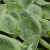 Hosta hybr. Avocado