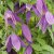 Clematis atragene Violet Purple E
