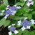 Hydrangea serrata Lamona E