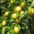 Prunus cerasifera Fk Cecilia E