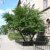Prunus cerasifera Fk Cecilia E