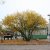 Prunus cerasifera Fk Cecilia E