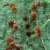 Larix kaempferi